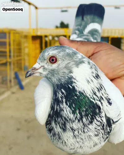 حمام باكستاني طيار بيور وفروخ كراسات 4
