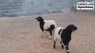 خروف وفطيمه وطنيات الله يبارك توميات مشالله 5شهور ونص سليمات من العيوب متع تربيه ربي يبارك 2