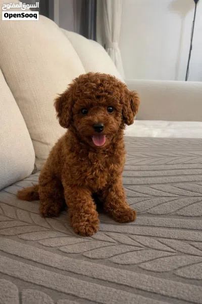 Poodle brown 3 months 3