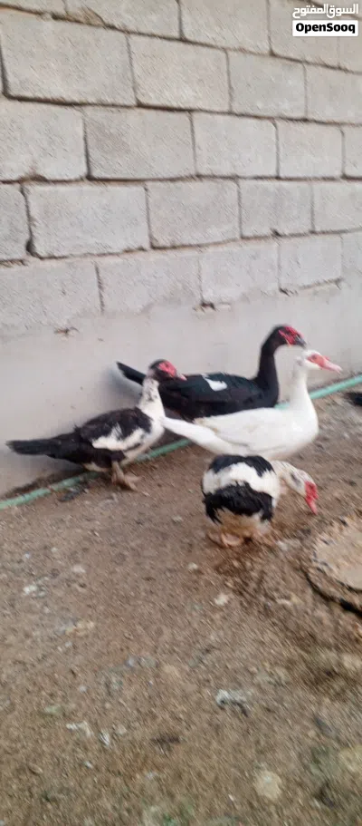 متوفر بشوش مصري 4
