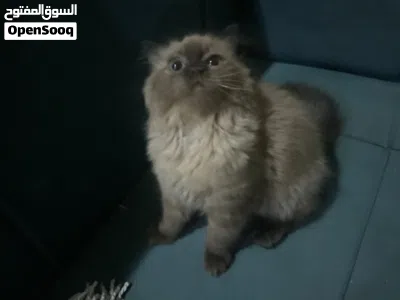 كتين عمر 3 اشهر حجم صغير لون رمادي مكس همالايا و سيامي 4