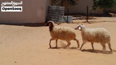 2خرفان وطنيات مشالله عمرهم ف7شهور سليمات من الامراض.. 3