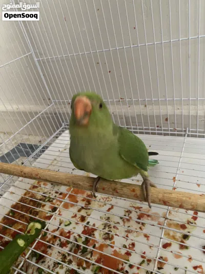 للبيع دره صغير ف العمر تو بادي ياكل 2