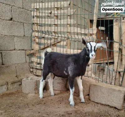 undefined 2