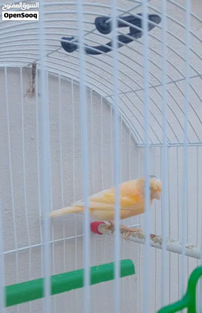 اناته كنارى 2