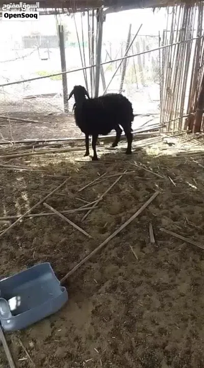 للبيع جاعده و شاه الجاعده عشار و تاوم وشاه الله وعلم إذ عشار سعره جعده بي 130و شاه 75 جمله 200 3