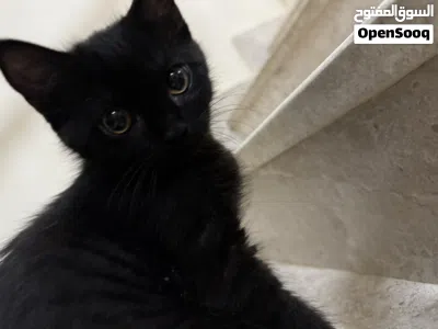 Kittens up for adoption (free) 2