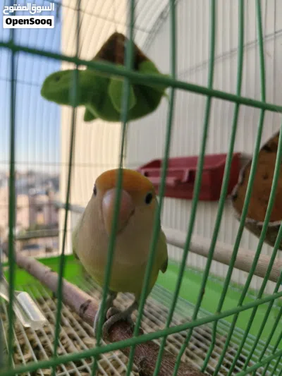 فحل روز اليف جدا زق يدوي للبيع المستعجل 3