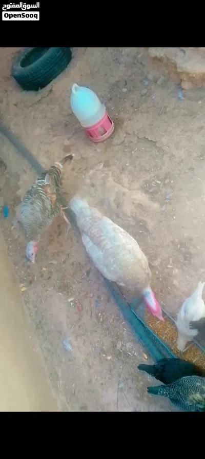 ديك حبش وجاجه للبيع 2
