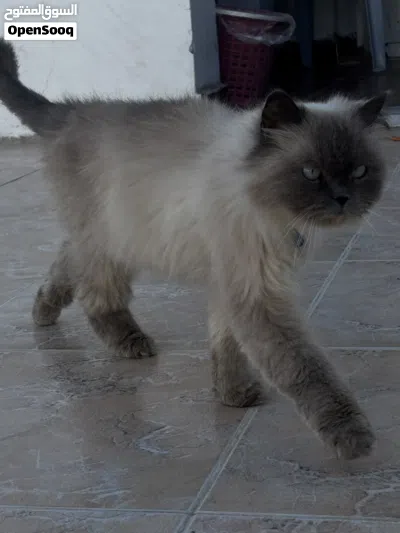قط هملايا ميور 2
