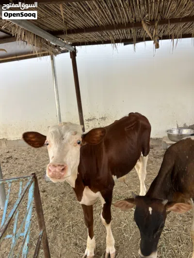 عجال ظفاريات مطعومات 2