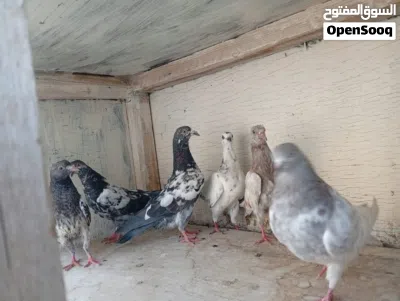 Pigeons for sale grain 1.500 4