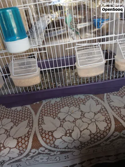طيور حب باذجي 2