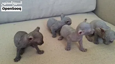 Blue High Quality Sphynx 3