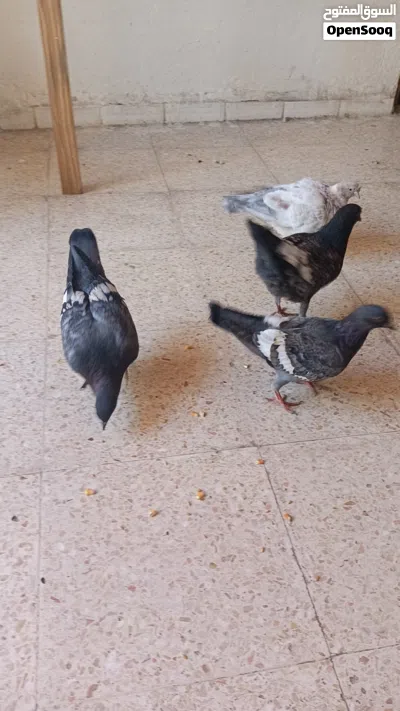 متاح خمس افراخ صلاة النبي 3