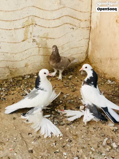انثاج هزه وسروال الله يبارك 2