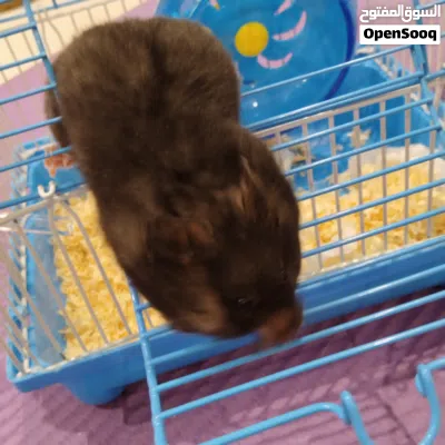 هامستر سوري انثى للبيع بكامل اغراضها 4