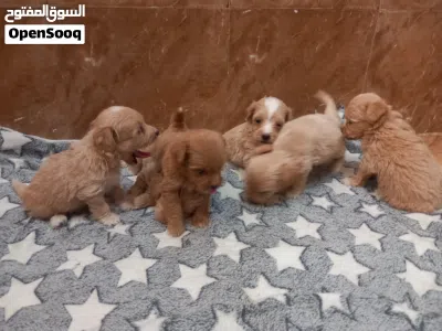 maltipoo is a mix breed which is Maltese and poodle. 3