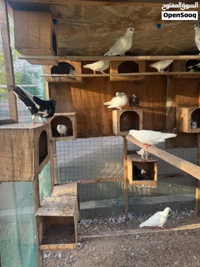 Many varieties pigeon available Al Zubair 4