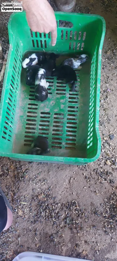 كوم أرانب للبيع 3
