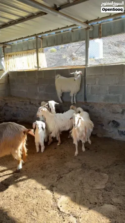 اغنام من حلال الرحوب و الجواميد 3