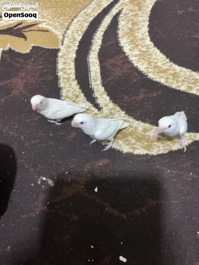 أفراخ روز البيتو عين حمره ما شاء الله.الكريم الله يطرح البركه لصاحب النصيب ثلاث فراخ زق يدوي الحبه20 2