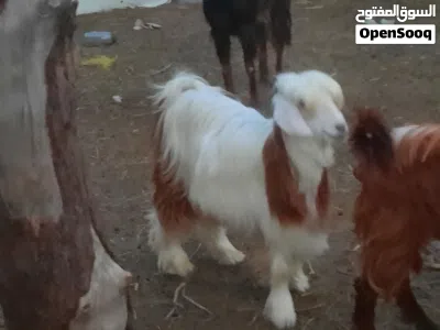 بيع جدي رحبي 2