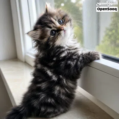 undefined 3