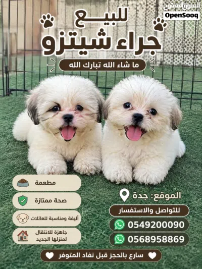جراوي شيتزو للبيع 3