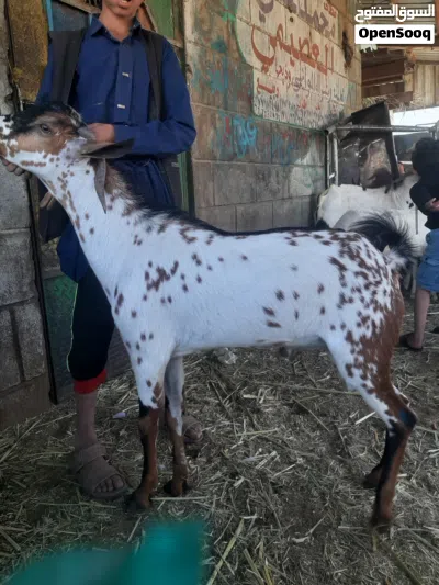 بيع وشراالاغنام 4