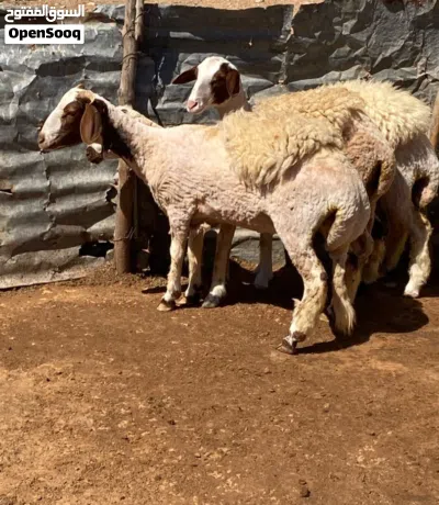 حوليات عز لكسوبه الله إيبارك 2