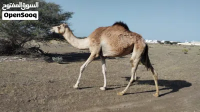 بكره عمانيه 4