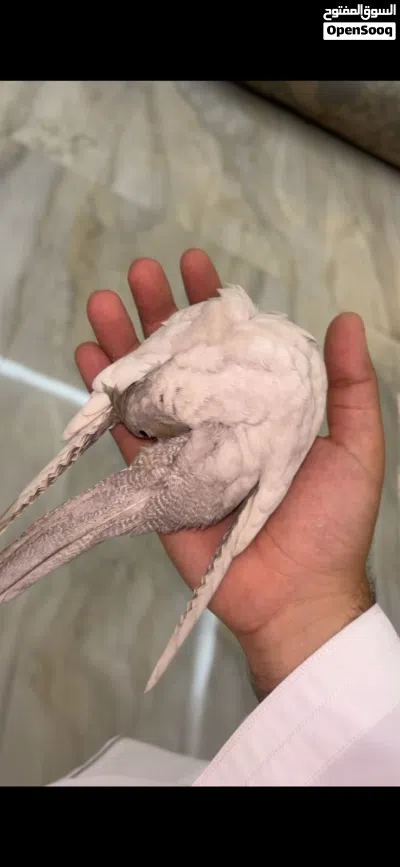 ببغاء كوكتيل لون قوي جداً، أليف جدً، طيران حر، يحب الجميع، و اجتماعي. اللون ما يتحصل في السوق 3