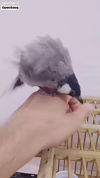 بلابل لبيع 4