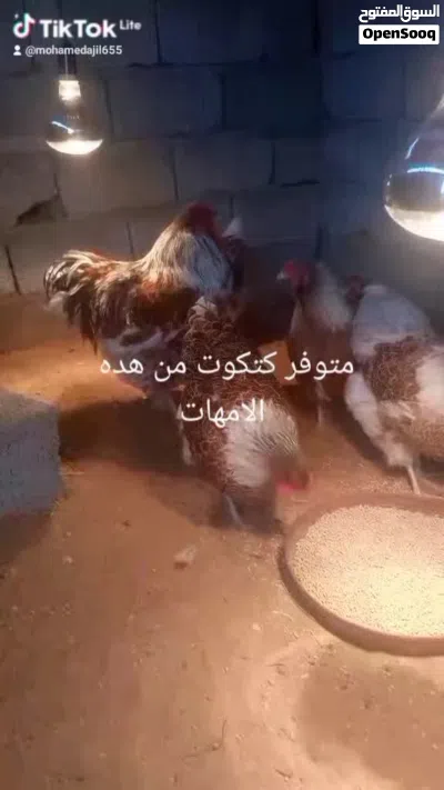 كتكوت ون دوت بركاني 4