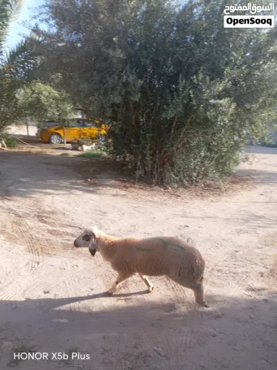 عندي اخروف ربي يبارك للبيع اذكرو الله 2