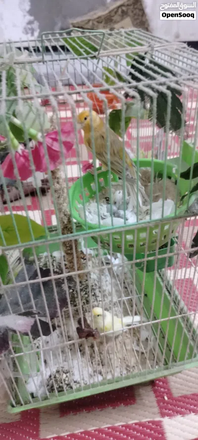 كناري فحل ونثيه 3