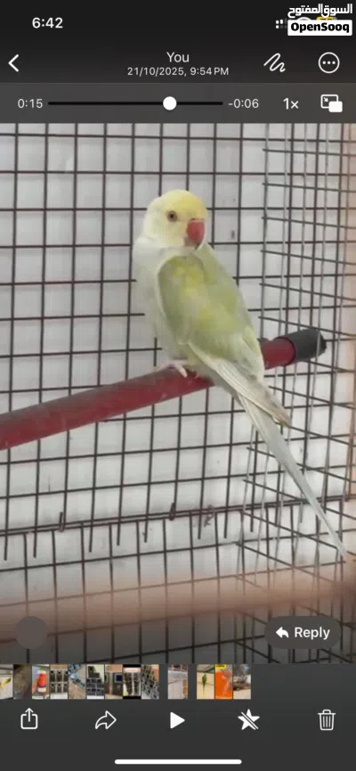بيع زوج بغبغاء درة طفرة لاسوينج منتج 2