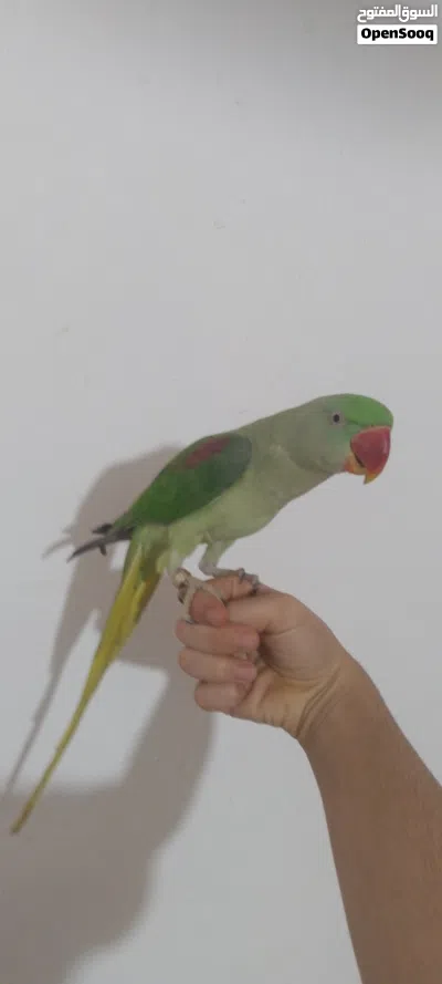 دره نيبالي اليف للبيع مع القفص 4