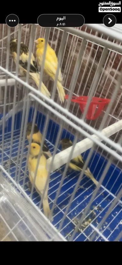 كناري لبيع في الخليل لمعنى خاص 3