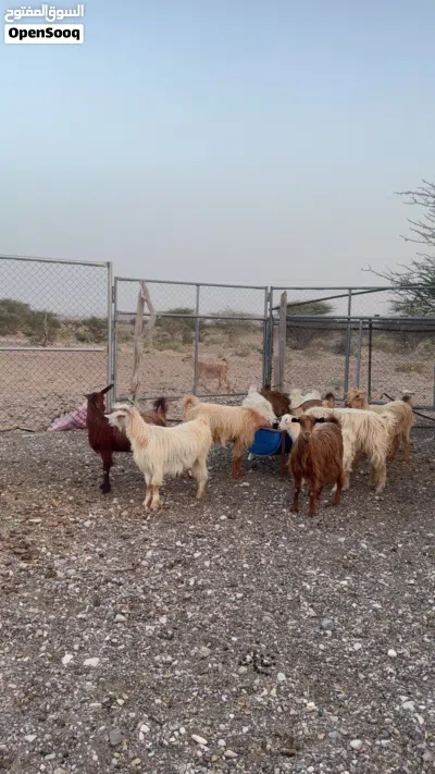 للبيع حلال طيب 4