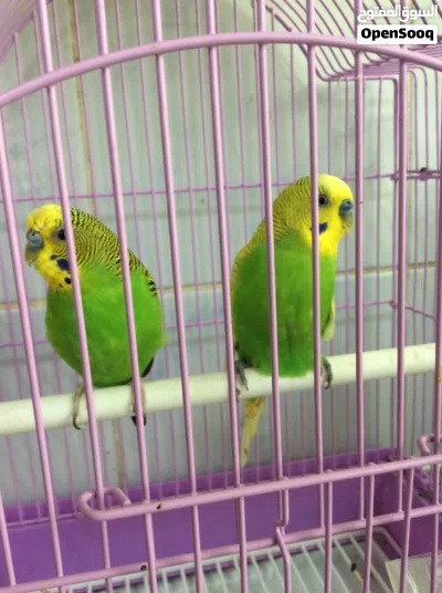 male and female budgie 4