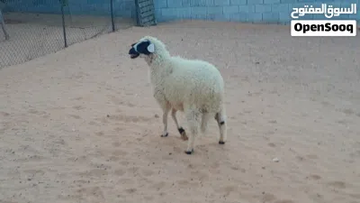 فطيمه وطنيه الله يبارك عمرها ف7شهور محصنه وسليمه العيوب متع تربيه او موس لبيدبح.. 2