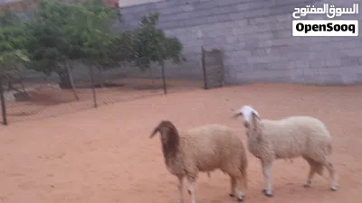 2فطايم وطنيات مشالله عمرهم ف7شهور سليمات ربي يبارك متع تربيه.. 2