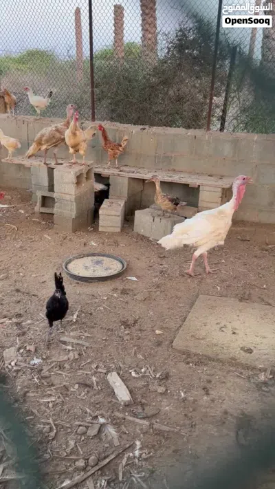 زوج رومي للبيع 2