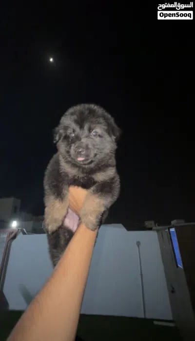 German Shepherd working line puppies for sale 2
