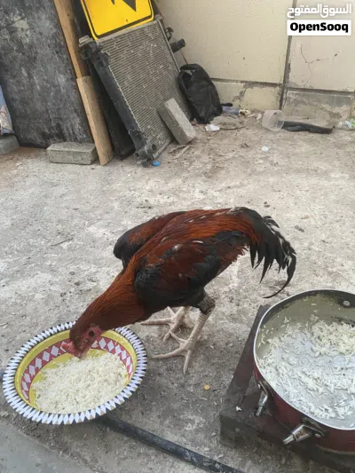 ديك بكستاني مال ميدان شوف الوصف مهم 2