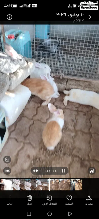 أرنب فرنسيه الحجم الكبير 3