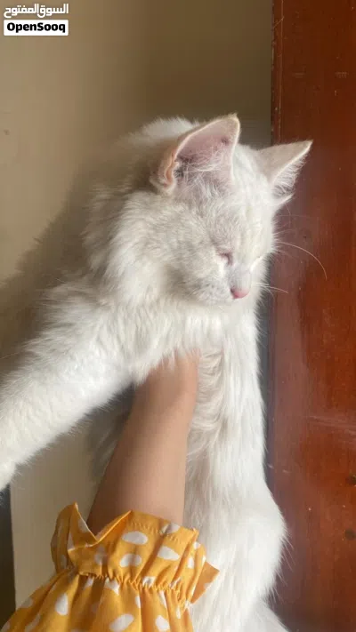 Cute Persian cat for sale 2
