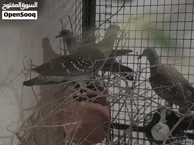 حمام افريقي 3